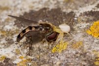 Une araigne crabe et sa proie, une eristale. (Araneae - Thomisidae - Thomisus onustus) (Diptre - Syrphidae - Eristalis sp.)